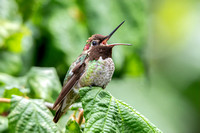 Anna's Hummingbird male calling