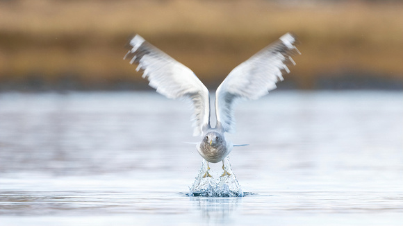 Mew Gull take off face front 2