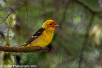 Western Tanager 1