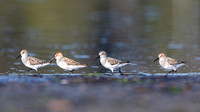 Western Sandpipers 4 running