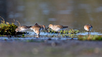 Western Sandpipers group