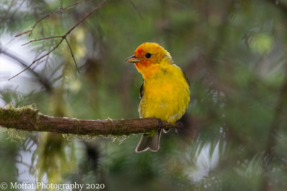 Western Tanager 2