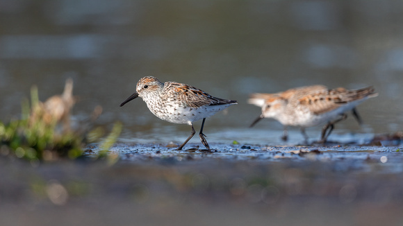 Western Sandpipers close