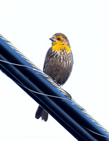 Yellow-headed Blackbird (4 of 2)