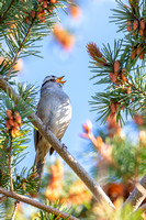 White-crowned Sparrow singing