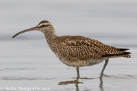 Whimbrel closest