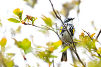 Yellow-rumped Warbler Myrtle 1