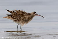 Whimbrel puffed up