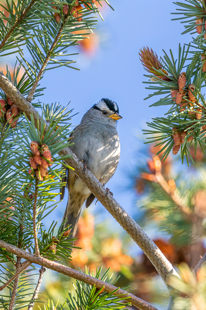 White-crowned Sparrow 2