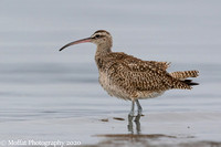Whimbrel side view