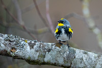 Yellow-rumped Warbler close 5