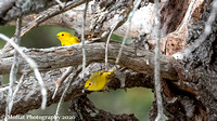 Yellow Warbler pair in dead tree