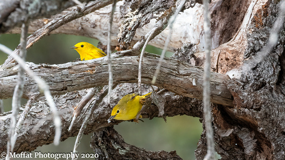 Yellow Warbler pair in dead tree