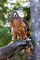 Horus on glove 2