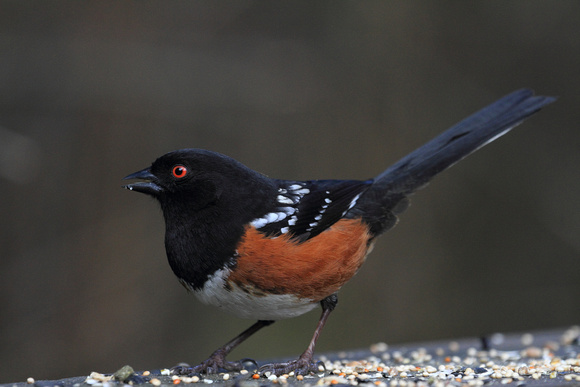 Spotted Towhee male