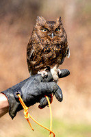 Lanei on glove