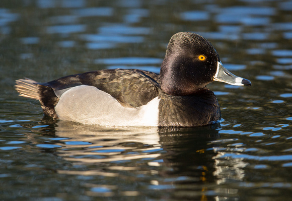Ring necked duck male