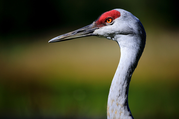 Sandhill cranes in Delta